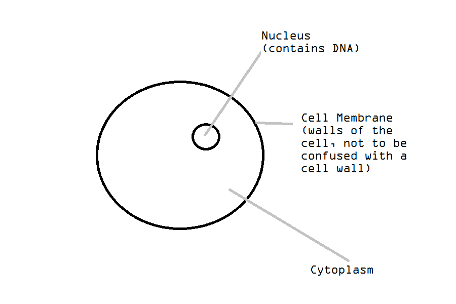 Simple Cell Anatomy