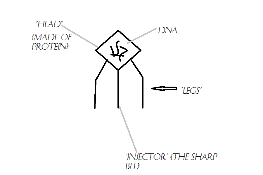 Simple Virus Anatomy Type 1