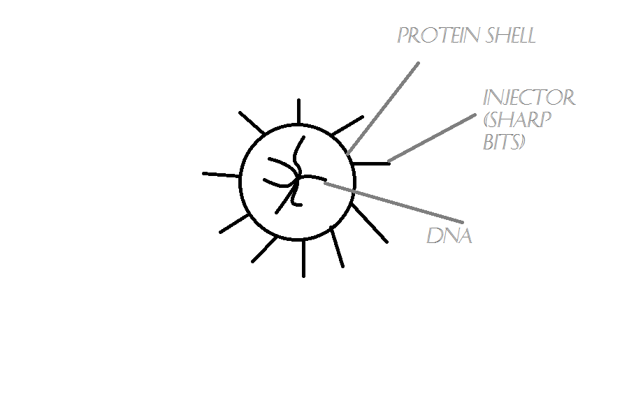 Simple Virus Anatomy Type 2