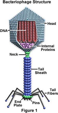 Complex Virus Anatomy Type 1