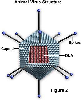 Complex Virus Anatomy Type 2